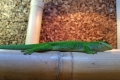 Grote daggekko