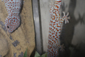 Tokeh Gekko
