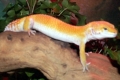 Luipaardgekko's