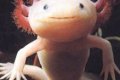 Axolotl