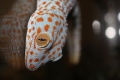 Tokeh Gekko